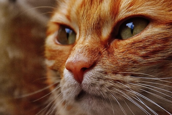 kočka, portrét, roztomilý, oko, zvířat, pet, kožešiny, mladá, tvář, kotě