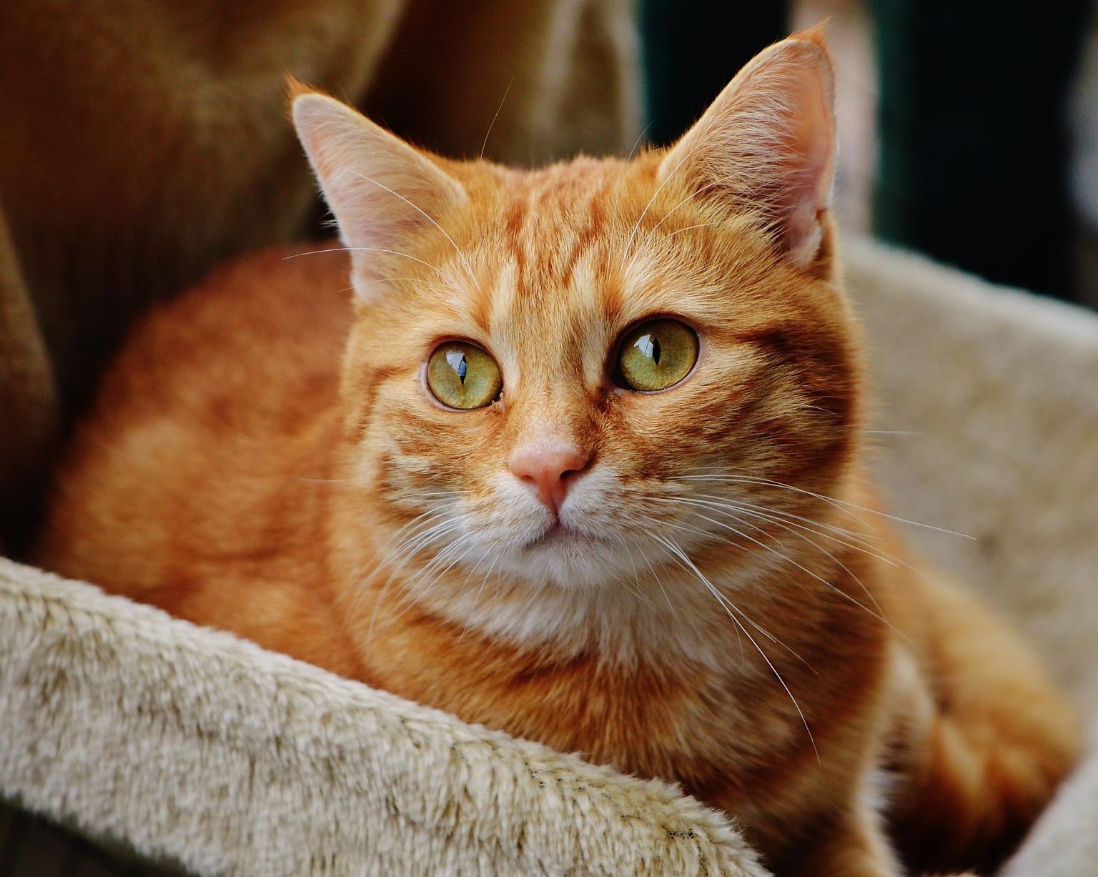 Рыжая Кошка С Зелеными Глазами Порода