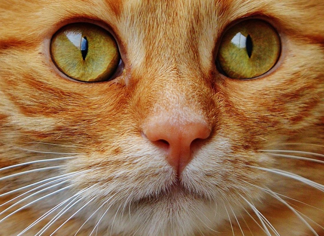 Cat, portrét, pet, oko, zvíře, roztomilý, kotě, kožešiny, nos