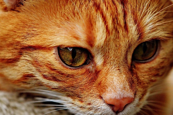 кішка, очей, милий, портрет, голова, тварина, хутро, ПЕТ, котячих, Кітті