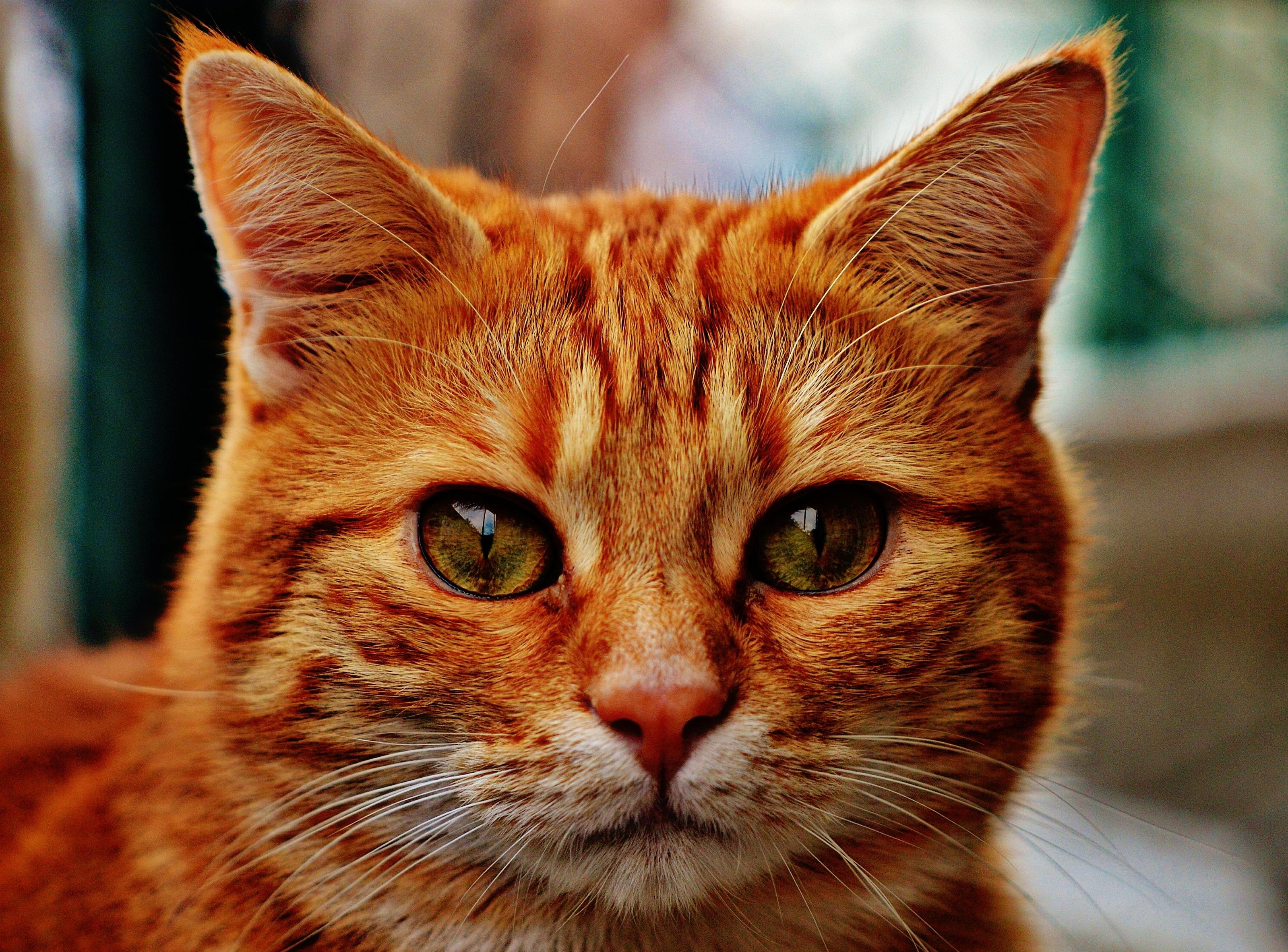 フリー写真画像 動物 猫 肖像画 ペット かわいい目 ネコ科の動物 毛皮 子猫