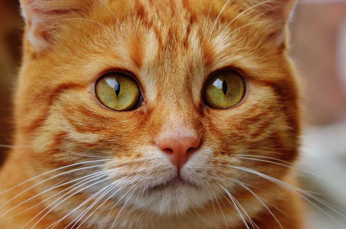 Cat, roztomilý, pet, zvíře, hlava, kočka domácí, portrét, srsti, očí