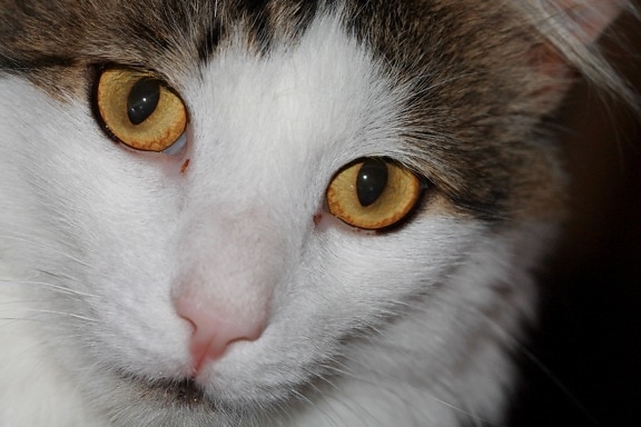 Cat, oko, roztomilý, domácí zvířata, portrét, hlava, kotě, kožešiny, zvíře