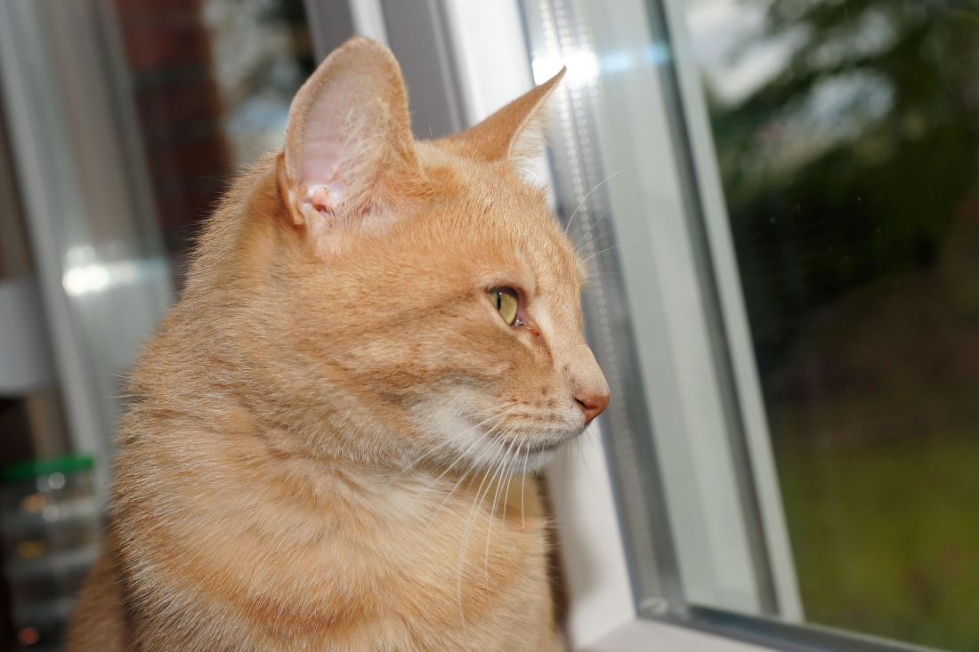 แมว ภาพ น่ารัก สัตว์ เลี้ยง แมว คิตตี้ หน้าต่าง ตกแต่งภายใน ลูกแมว ขนสัตว์