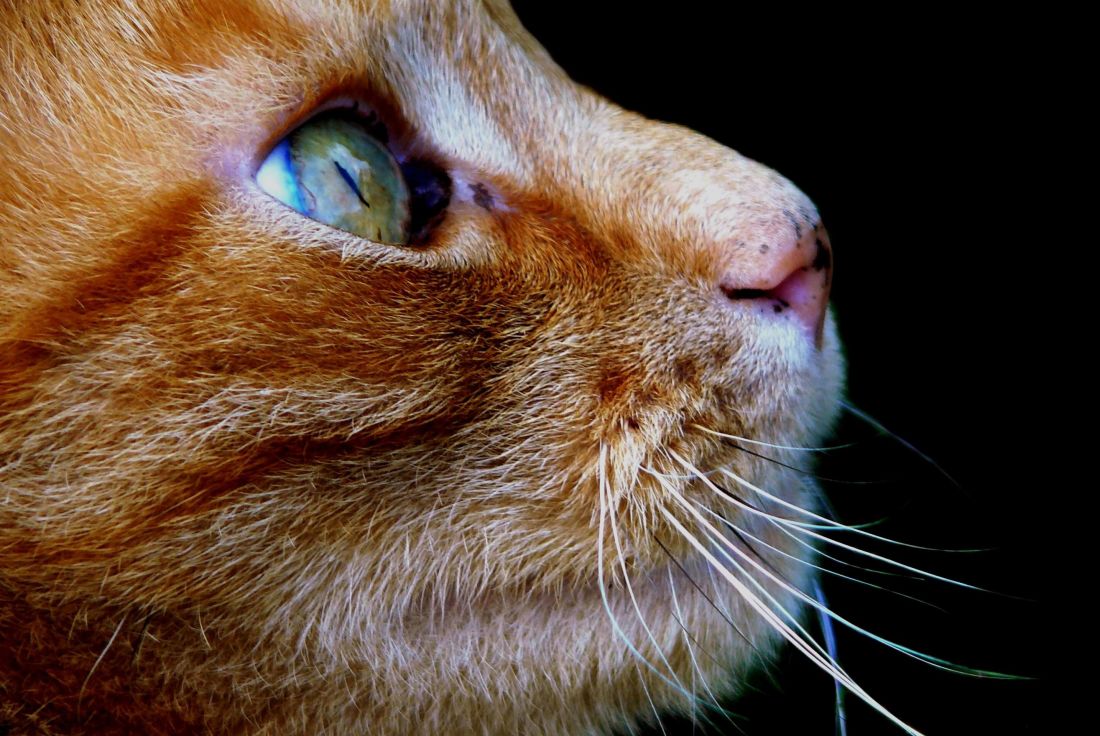 кішка, портрет, тварина, очей, ПЕТ, жовтий, голови, милий, кошеня, котячих