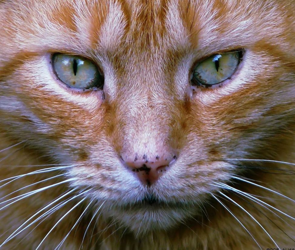 кішка очі милі, тварина, хутро, ПЕТ, кошеня, портрет, ниткоподібні