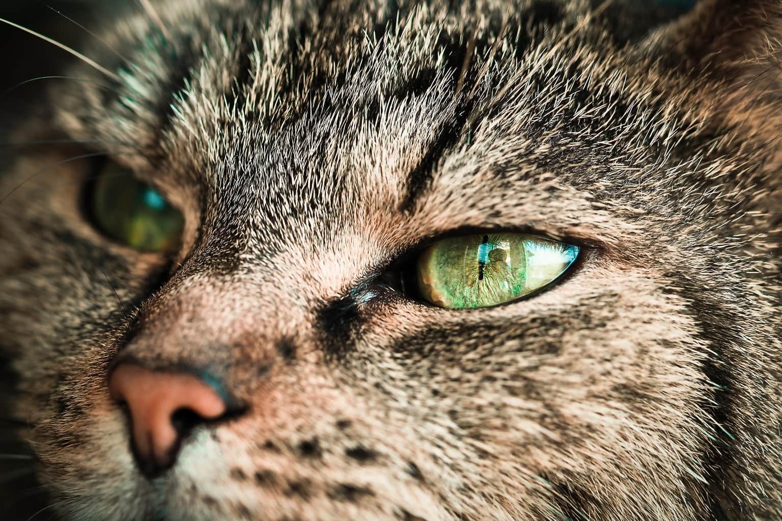 Красивые кошачьи глаза фото