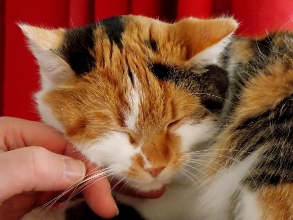 домашньої кішки рука пальця, милі, тварина, хутро, ПЕТ, кошеня, голова, вуса