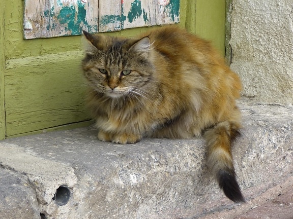 dørmatte, persisk katten, katten, dyr, portrett, pet, feline, kattunge, pels, kattunge