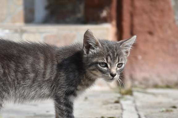 grijze kat, stedelijke straat, dieren, cute, bont, huisdier