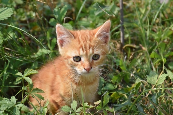 roztomilý, přírody, zvířat, žlutá kočka, tráva, kotě