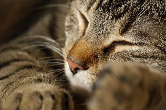 Gray, spánku, kočka, portrét, zvíře, oko, kožešiny, roztomilý, domácí zvířata, kočičí kočičko,