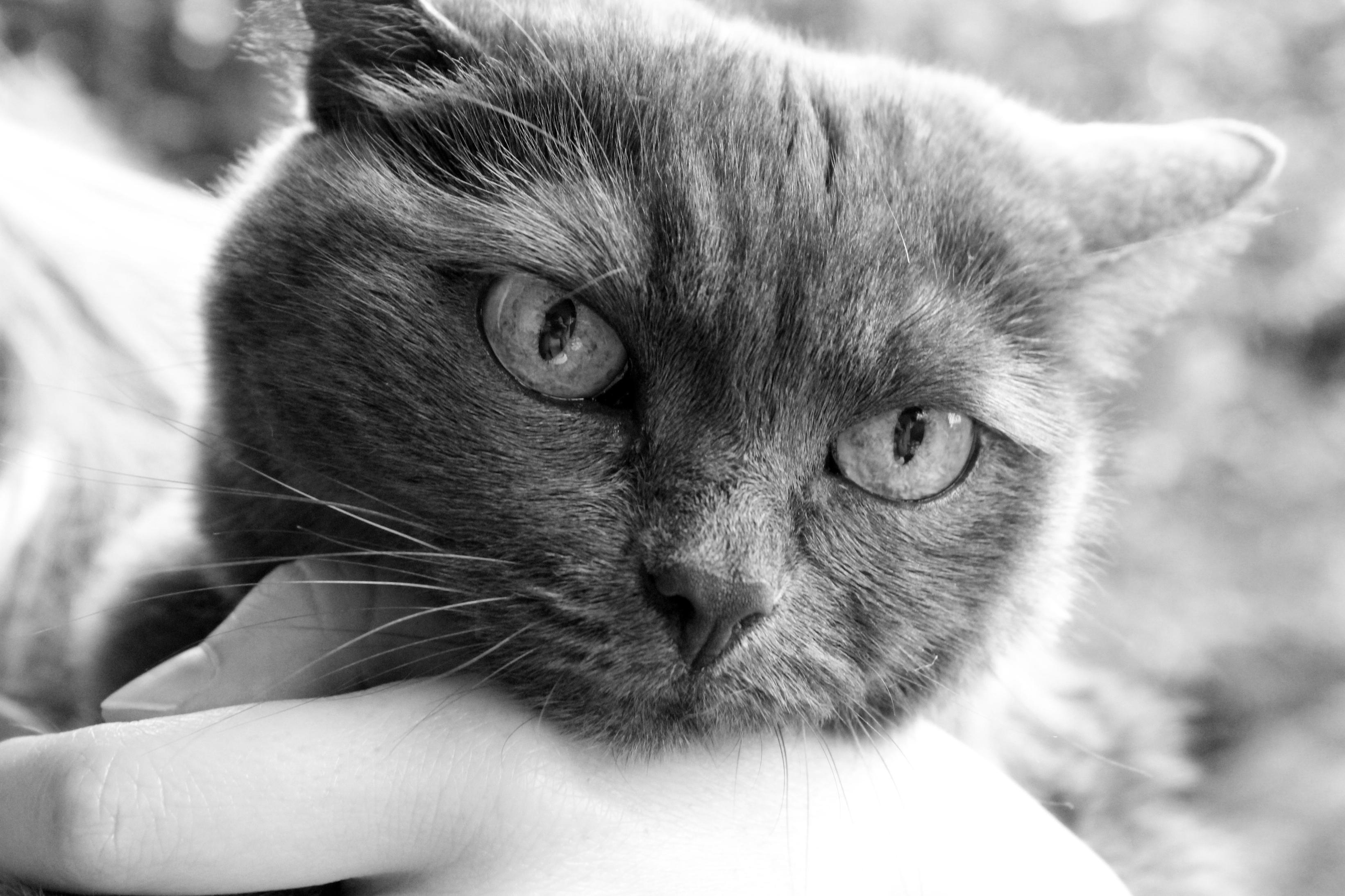 Free picture monochrome, gray cat, cute, portrait, pet, animal, eye