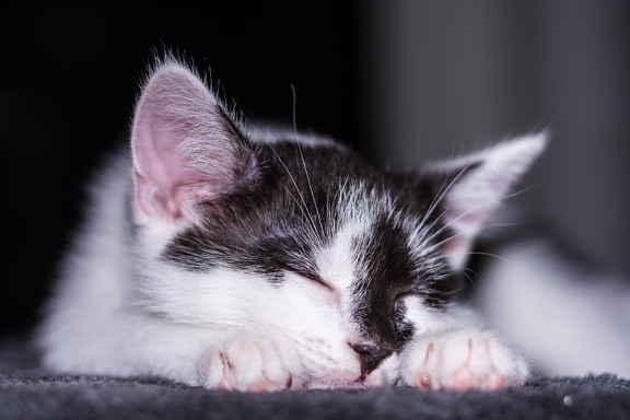 Cat, pet, zvíře, kotě, portrét, roztomilý, kočičí, spánek, kitty