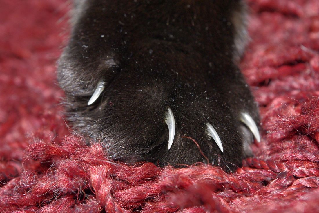 毛皮、足、爪、黒い猫