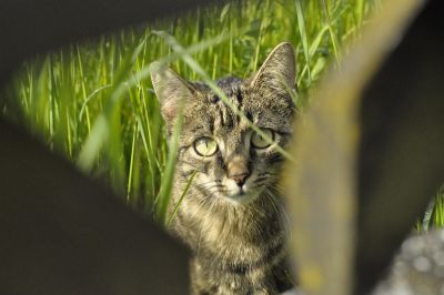 Kostenlose Bild Schwarze Katze Haustier Portrait Tier