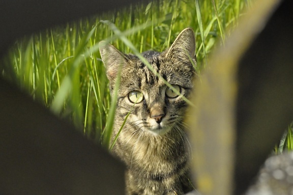серый кот, зеленая трава, природы, животных, кошачьих, ПЭТ, мех, усы, Китти