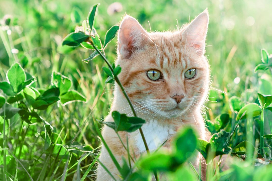 природа, зелена трава, жовтий кіт, краєвид, тварини