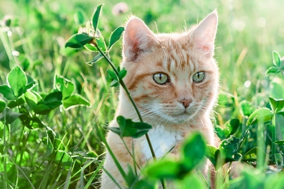 แมวสีเหลือง หญ้าสีเขียว ธรรมชาติ สัตว์ ภูมิทัศน์