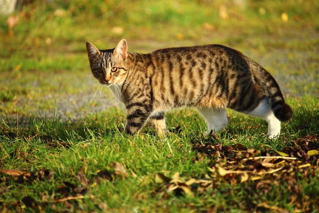 animal, chat, mignon, nature, herbe, félin, animaux, chaton, herbe
