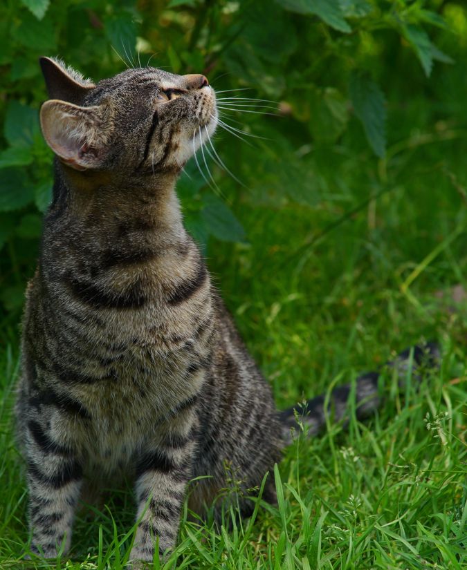 แมว ลูกแมว สัตว์ ขน สัตว์ น่ารัก ธรรมชาติ สัตว์เลี้ยง ภาพ หญ้า