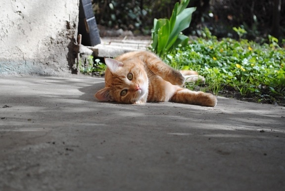 Cat, roztomilý, zvířecí, portrét, kočkovitá šelma, kotě, asfalt, kožešiny