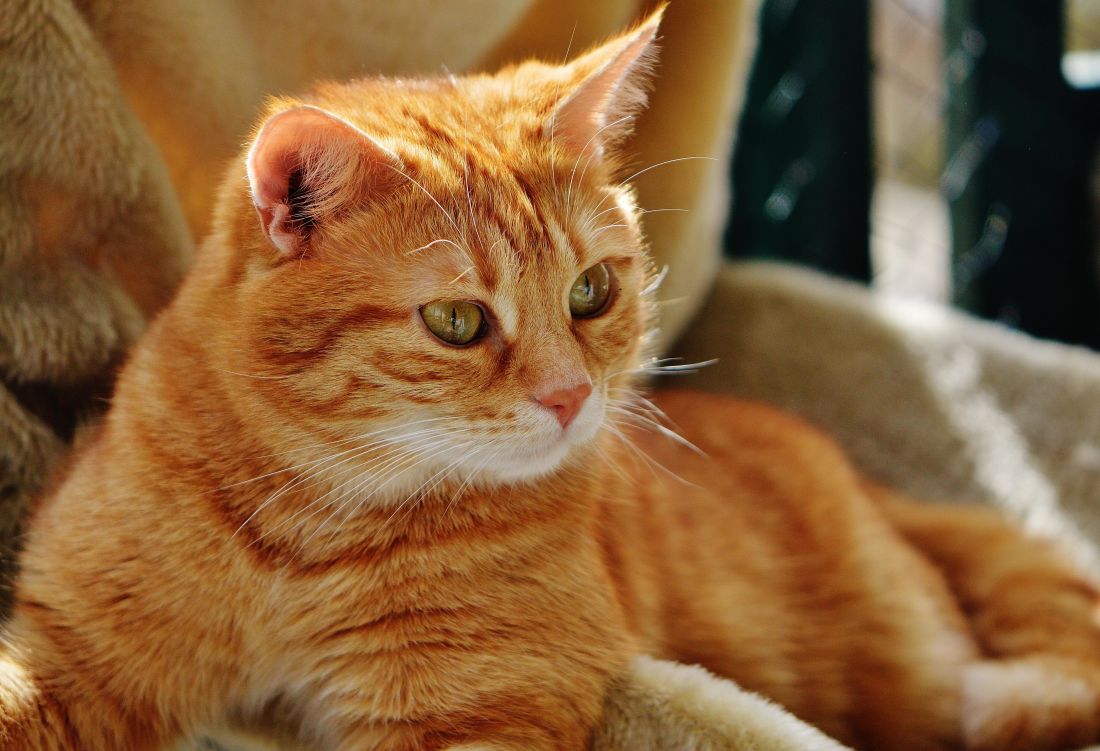 Cat, roztomilý, domácí zvířata, portrét, oko, zvíře, kožešiny, kotě, kočkovitá šelma