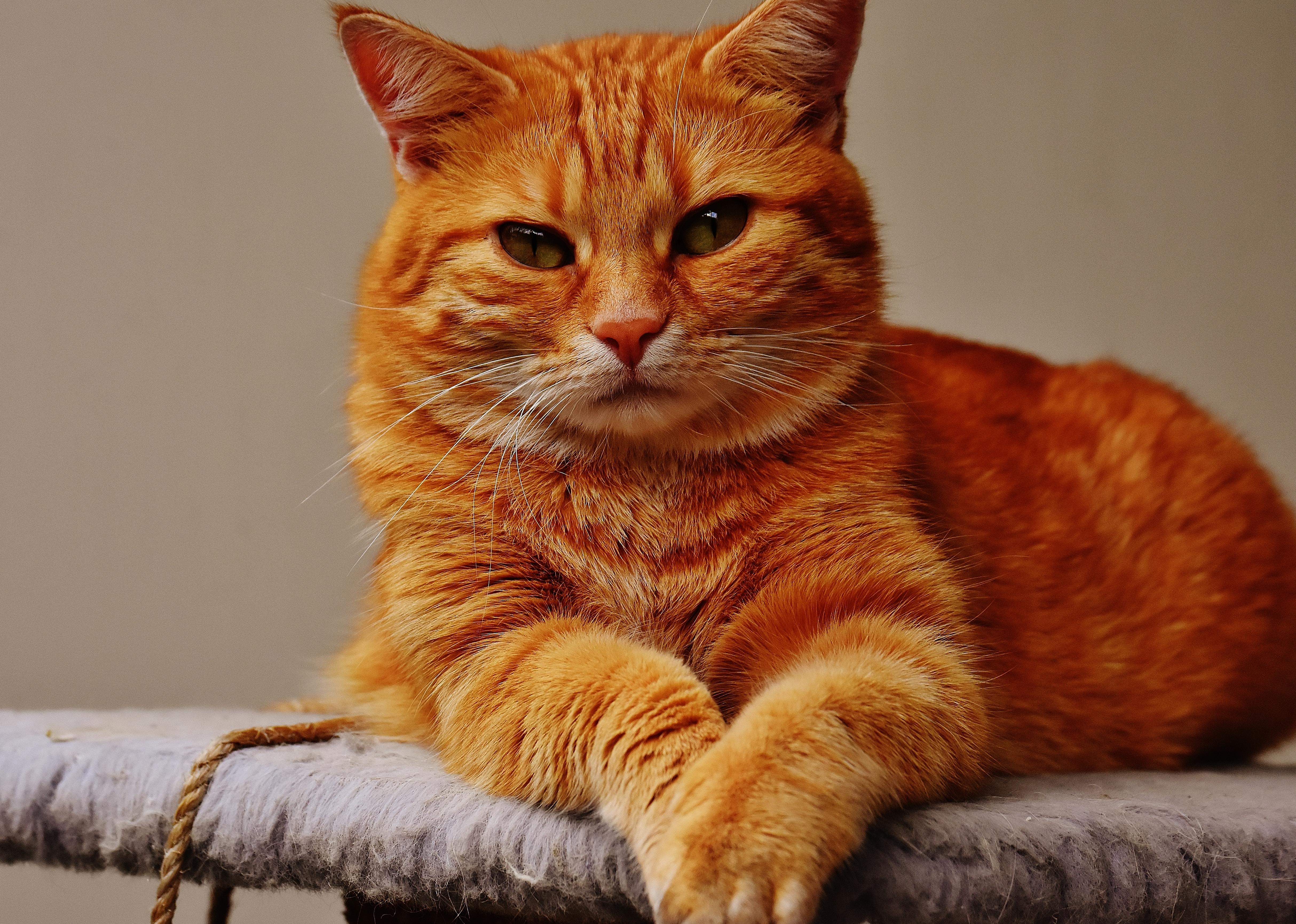 Kostenlose Bild Porträt Niedliche Tier Katze Kätzchen Kitty 