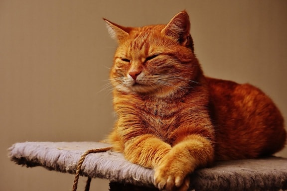 Cat, portrét, roztomilý, kočičí, domácí zvířata, kotě, kočička, kožešiny, vousy