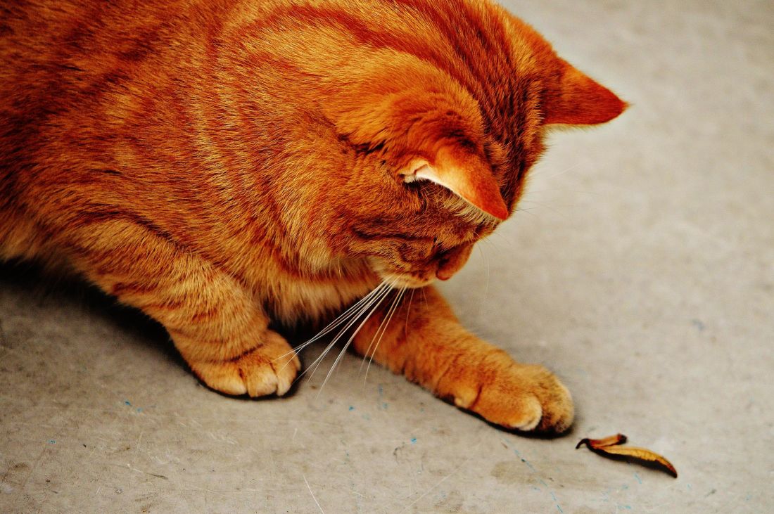 Юные лапки. Игривый кот. Кот сепией. Кошка красная сепия. Фото игривого кота.