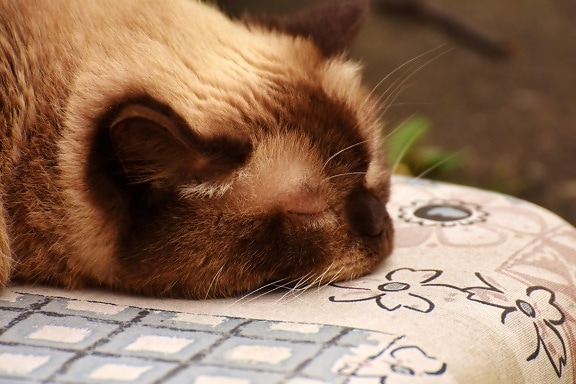 sommeil, kitty, chat domestique, textil, mignon