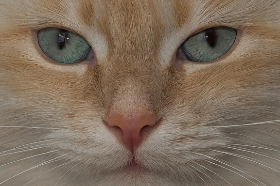 kočka, oko, roztomilý, portrét, kotě, nos, zvíře, pet, Kočkovitý, kitty
