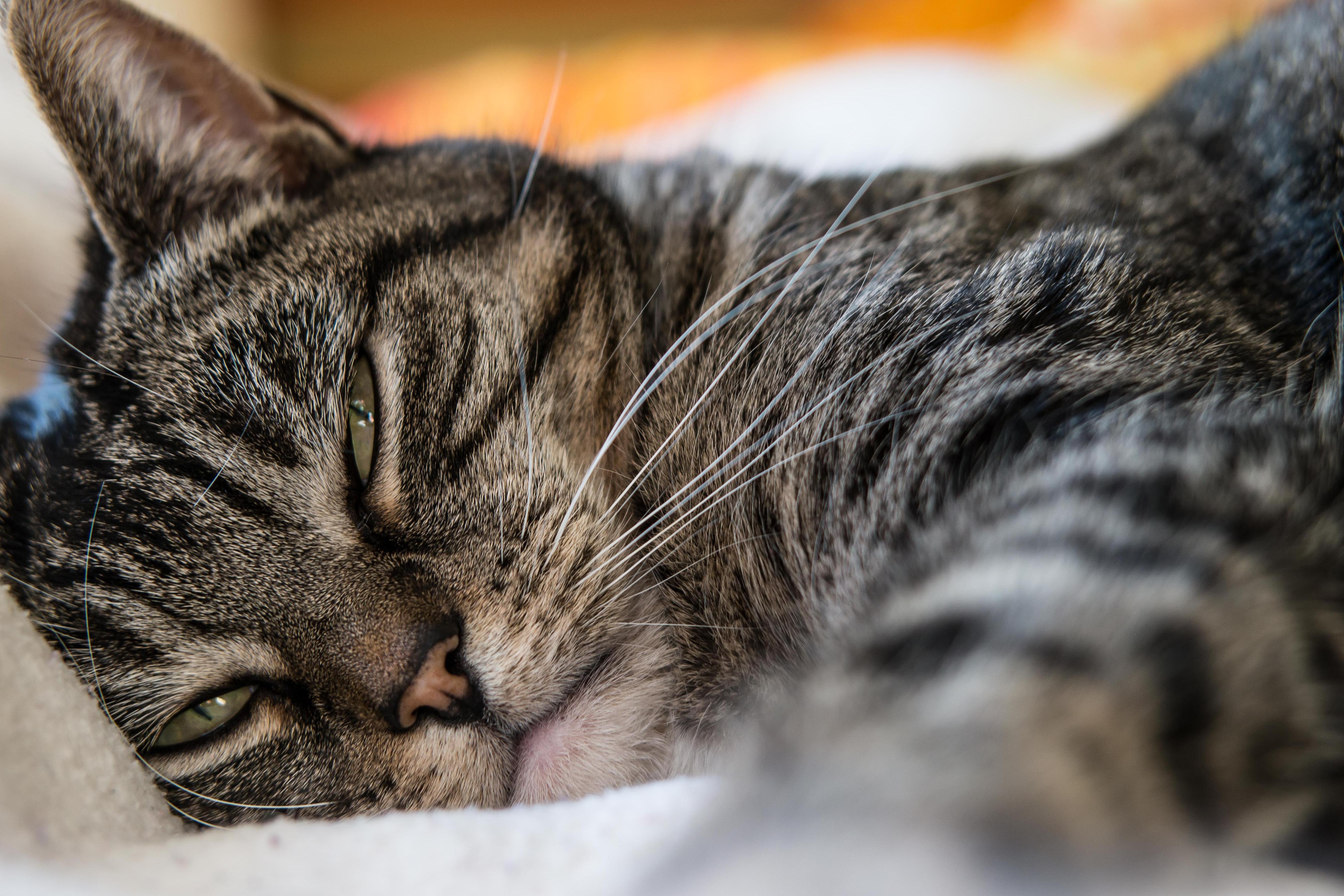 免费照片 猫 动物 宠物 肖像 毛皮 可爱 小猫 眼睛 睡眠 可爱的