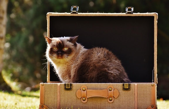 猫, 箱子, 毛皮, 动物, 行李, 小猫, 可爱, 宠物, 猫咪, 猫
