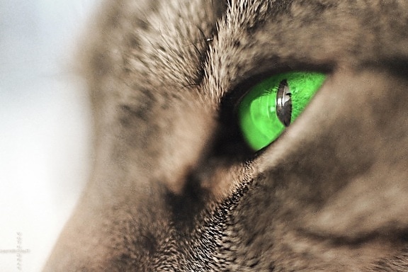 kat, feline, pet, pels, øjne, øjne, kitty, whiskers, killing