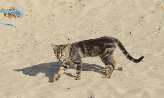 自然, 猫, 可爱, 猫, 沙子, 海滩, 小猫, 宠物, 毛皮, 小猫, 胡须