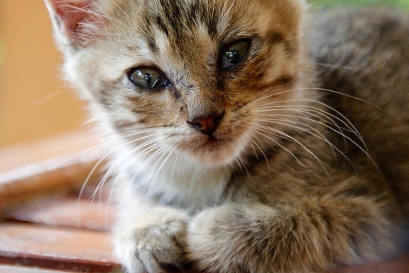 Cat, roztomilé zvíře, kožešiny, portrét, kotě, Kočkovitý, kitty