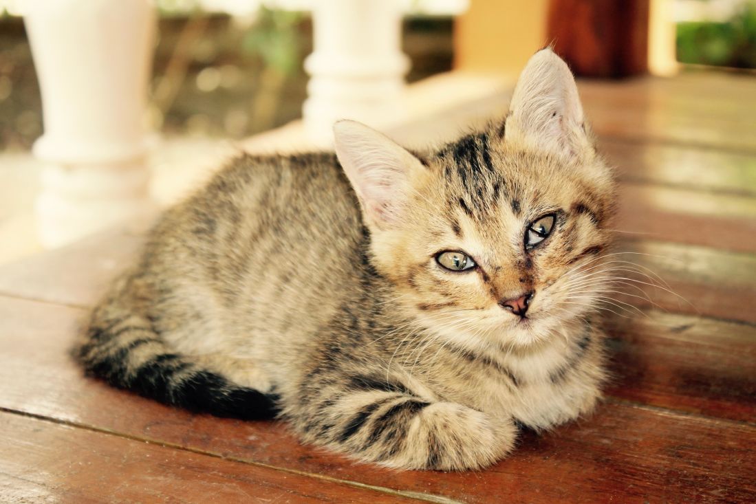 Cat, kitten cute, thú cưng, lông thú, động vật, mèo, mèo, tò mò, kitty, râu