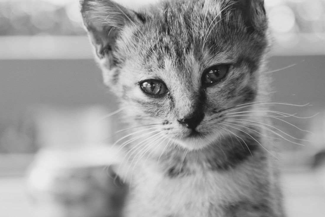 cat, animal, portrait, cute, pet, fur, monochrome, eye, kitten, feline