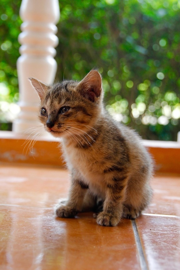 cat, cute, portrait, animal, outdoor, kitten, young, feline, fur