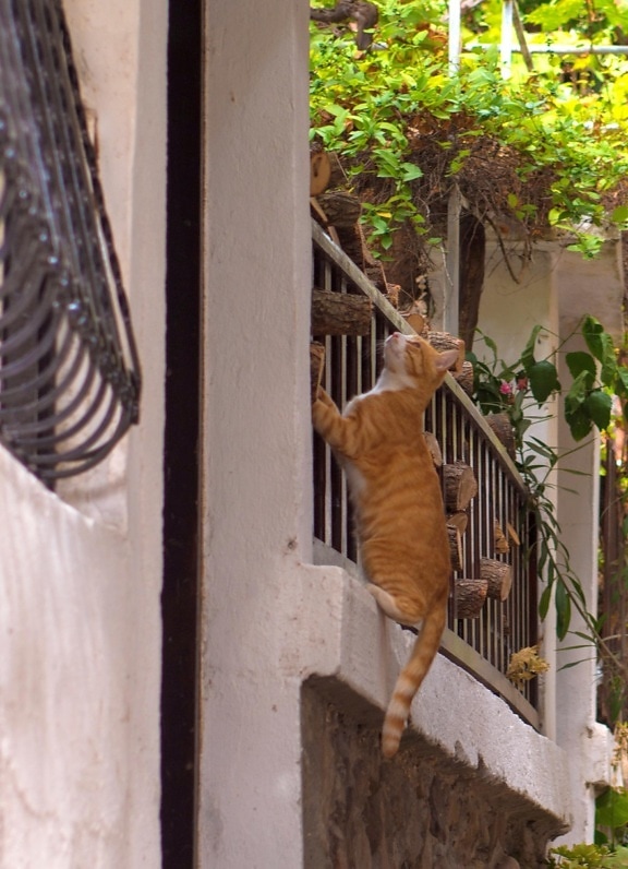 tre, innenlands cat, street, gjerdet, eksteriør, hopp