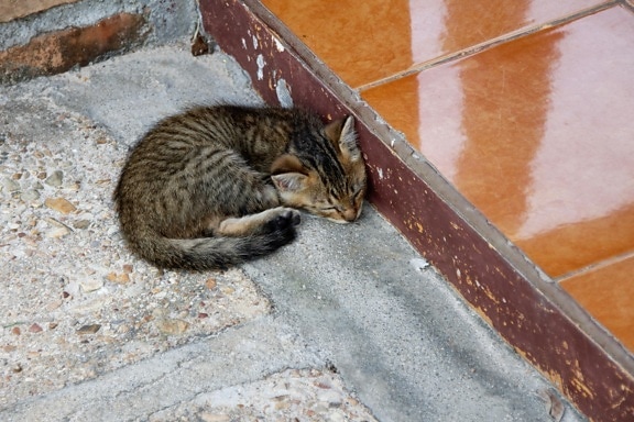 katten, utendørs, bakken, fortau, asfalt, dyr, sove