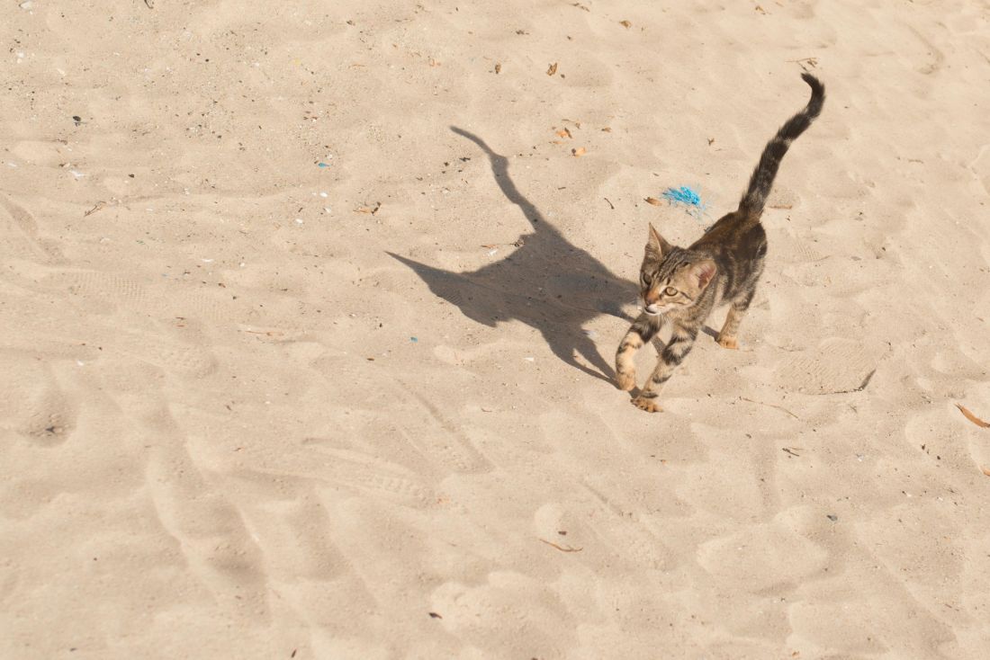 песок, пляж, песок, Открытый, внутренние Кот, животное, тень