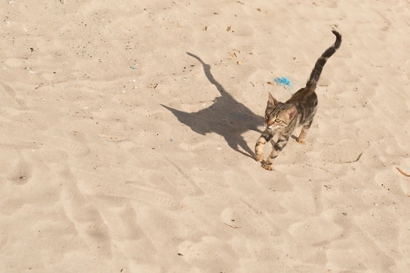 písek, pláž, písek, v přírodě, domácí kočka, zvíře, stín