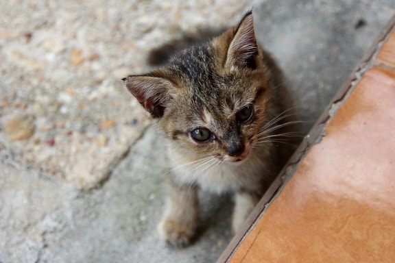 katt, gulligt, djur, trottoaren, asfalt, ögon, päls, kattunge, ung, feline, kitty