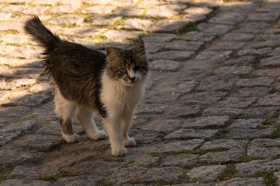 кішка, кошеня, котячих, Кітті, хутро, ПЕТ, милий, бруківка, вулиця, міських, вуса