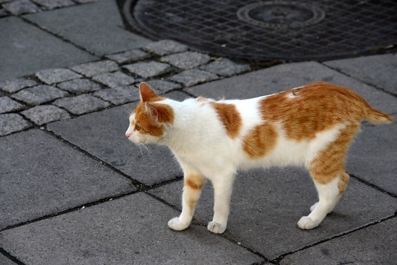belföldi macska, cica, járda, városi, utcai, sárga, kíváncsi