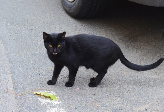 черен котка, портрет, коте, коте, котешки, улица, животно, кожа, домашни любимци