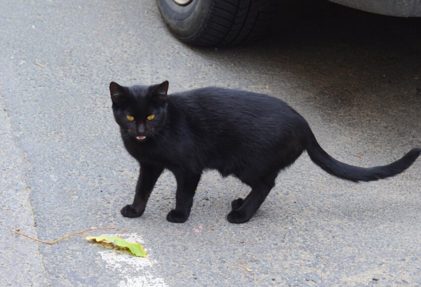 Free picture: black cat, portrait, kitten, kitty, feline, street