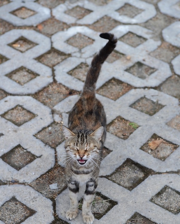 Cat, chodník, urban, drcené, tlapka, dráp, vlásek, zvíře